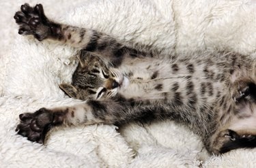 Why Cats Stretch So Much: The Science Behind Their Constant Stretching