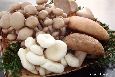 Are Mushrooms Safe for Cats? What You Need to Know