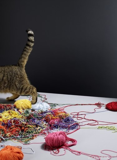 The Purpose of a Cat’s Tail: Balance, Communication, and Survival