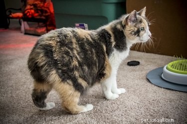 The Purpose of a Cat’s Tail: Balance, Communication, and Survival