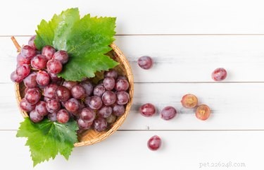 Are Grapes Safe for Cats? Expert Guide on Feeding Your Feline