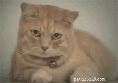 Do Cats Experience Sadness? Decoding Their Emotional Signals