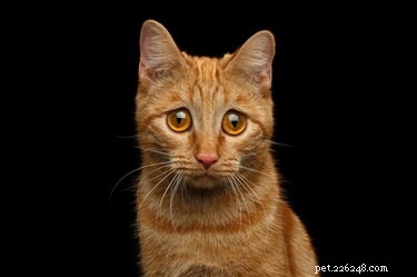 Do Cats Experience Sadness? Decoding Their Emotional Signals