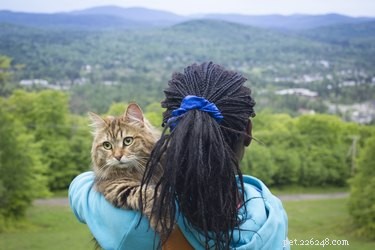 Do Cats Experience Sadness? Decoding Their Emotional Signals