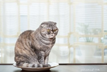 Is Cheese Safe for Cats? What You Need to Know