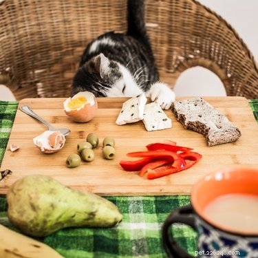 Is Cheese Safe for Cats? What You Need to Know