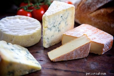 Is Cheese Safe for Cats? What You Need to Know
