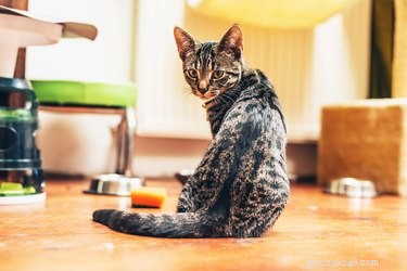 Is Chocolate Safe for Cats? Know the Risks
