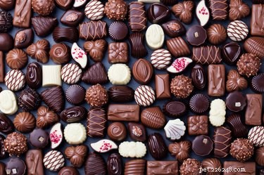 Is Chocolate Safe for Cats? Know the Risks