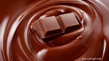 Is Chocolate Safe for Cats? Know the Risks