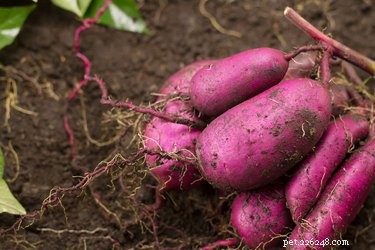 Can Cats Safely Eat Sweet Potatoes? A Complete Guide