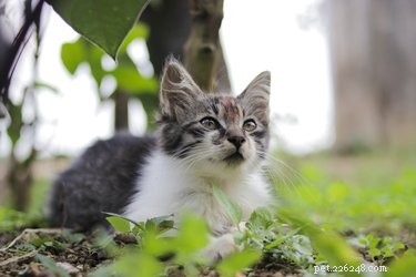 What to Do When Your Cat Won’t Stop Meowing: Signs, Causes, and Solutions