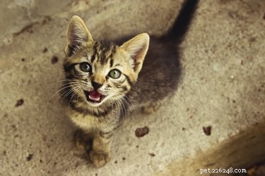 What to Do When Your Cat Won’t Stop Meowing: Signs, Causes, and Solutions