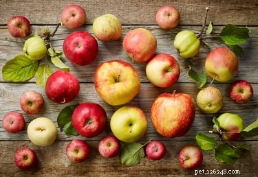 Are Apples Safe for Cats? Expert Guidance on Feeding Apples to Your Feline