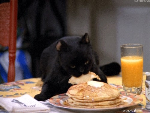 What Do Cats Really Like to Eat? A Comprehensive Guide