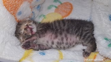 Meet Bettie Bee: The Remarkable Janus Cat Born with Two Faces