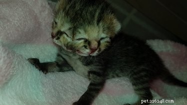 Meet Bettie Bee: The Remarkable Janus Cat Born with Two Faces