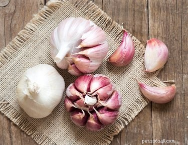 Why Cats Must Avoid Garlic: Health Risks and Safe Alternatives