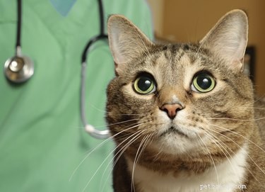 Why Cats Must Avoid Garlic: Health Risks and Safe Alternatives