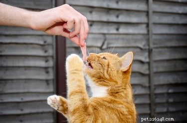 Is Ham Safe for Cats? What You Need to Know