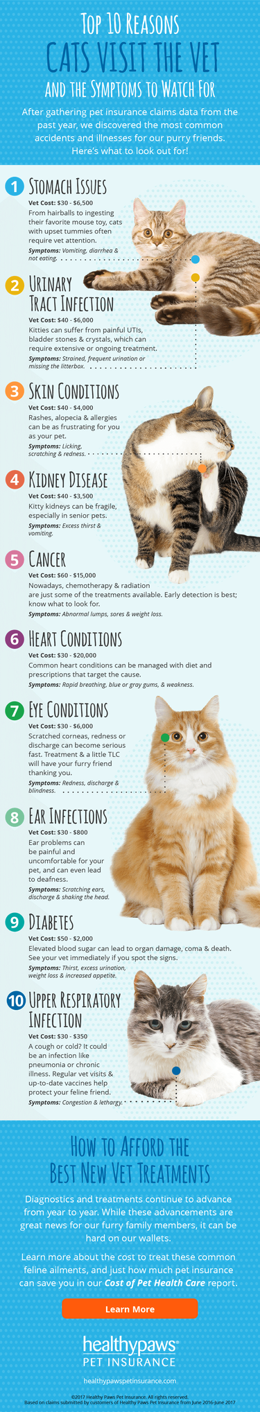 10 Common Reasons Cats Visit the Vet: What You Should Know