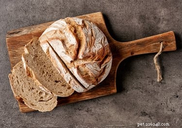 Is Bread Safe for Cats? A Clear Guide for Pet Owners
