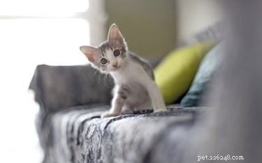 Is Bread Safe for Cats? A Clear Guide for Pet Owners