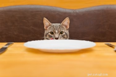Are Chicken Bones Safe for Cats? Risks, Benefits, and Feeding Guidelines