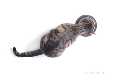 Can Cats Eat Turkey? Expert Guide to Safe Feeding