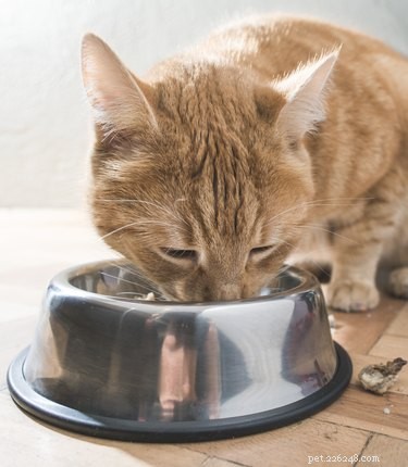 Can Cats Eat Turkey? Expert Guide to Safe Feeding