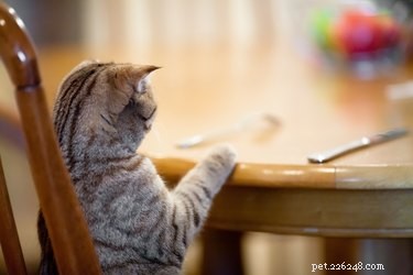 Can Cats Eat Turkey? Expert Guide to Safe Feeding