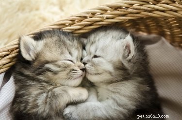 Do Cats Prefer Solitude or Companionship? A Practical Guide to Feline Family Decisions