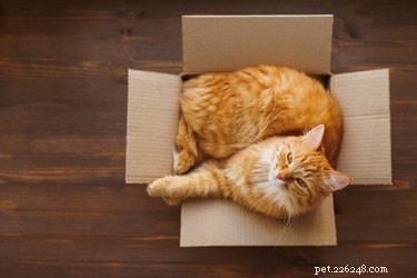 Do Cats Prefer Solitude or Companionship? A Practical Guide to Feline Family Decisions
