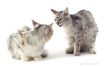 Do Cats Prefer Solitude or Companionship? A Practical Guide to Feline Family Decisions