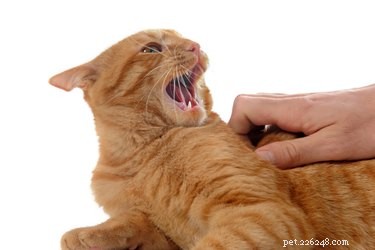 Prevent Cat & Kitten Biting: Proven Training Tips
