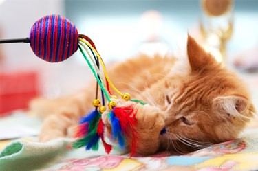 Prevent Cat & Kitten Biting: Proven Training Tips