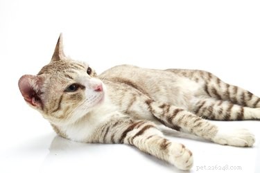 Why Is My Cat Refusing to Eat? Signs & Quick Solutions