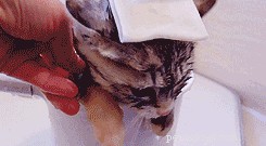 Why Is My Cat Refusing to Eat? Signs & Quick Solutions