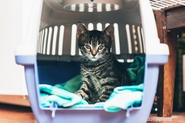 Why Is My Cat Refusing to Eat? Signs & Quick Solutions