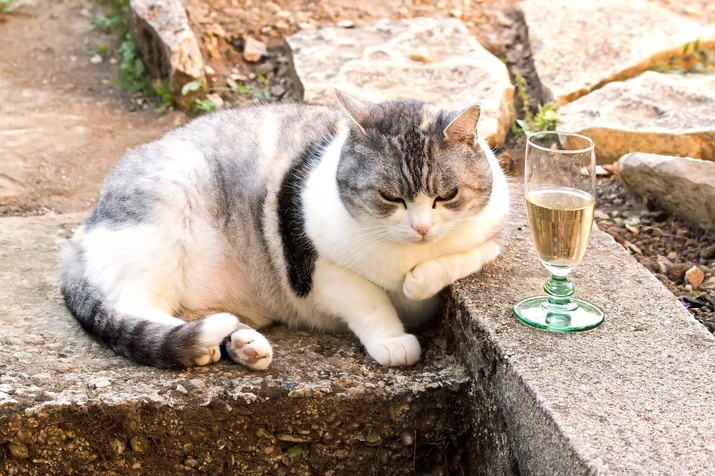 9 Foods Cats Must Avoid
