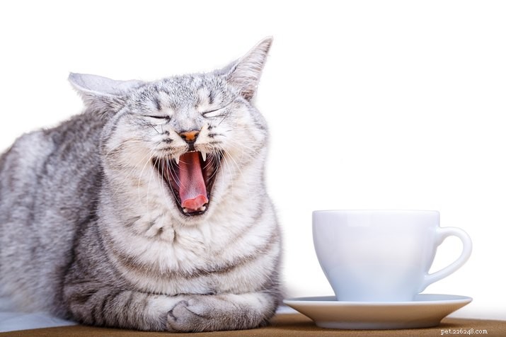 9 Foods Cats Must Avoid