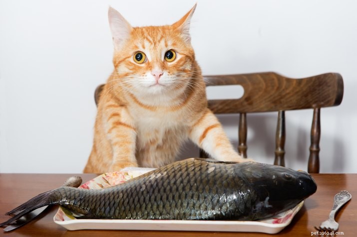 9 Foods Cats Must Avoid