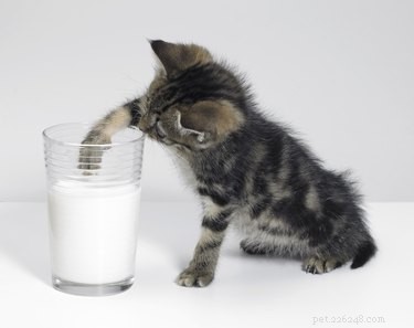 9 Foods Cats Must Avoid