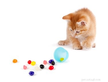 9 Foods Cats Must Avoid