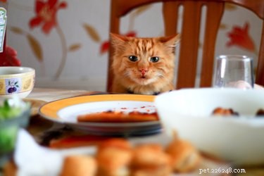 9 Foods Cats Must Avoid
