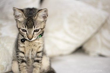 Do Cats Experience Separation Anxiety? Understanding the Signs & Solutions