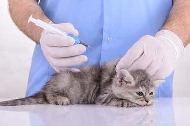 Cat & Kitten Vaccination Schedule: Protect Your Feline Friend