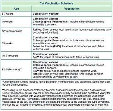 Cat & Kitten Vaccination Schedule: Protect Your Feline Friend