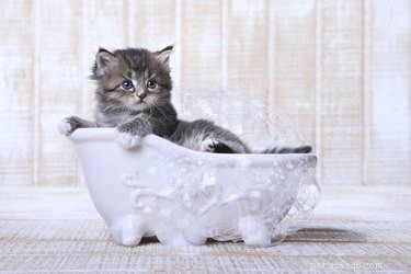 Expert Guide: Bathing Your Kitten Safely and Comfortably