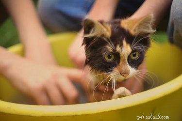 Expert Guide: Bathing Your Kitten Safely and Comfortably